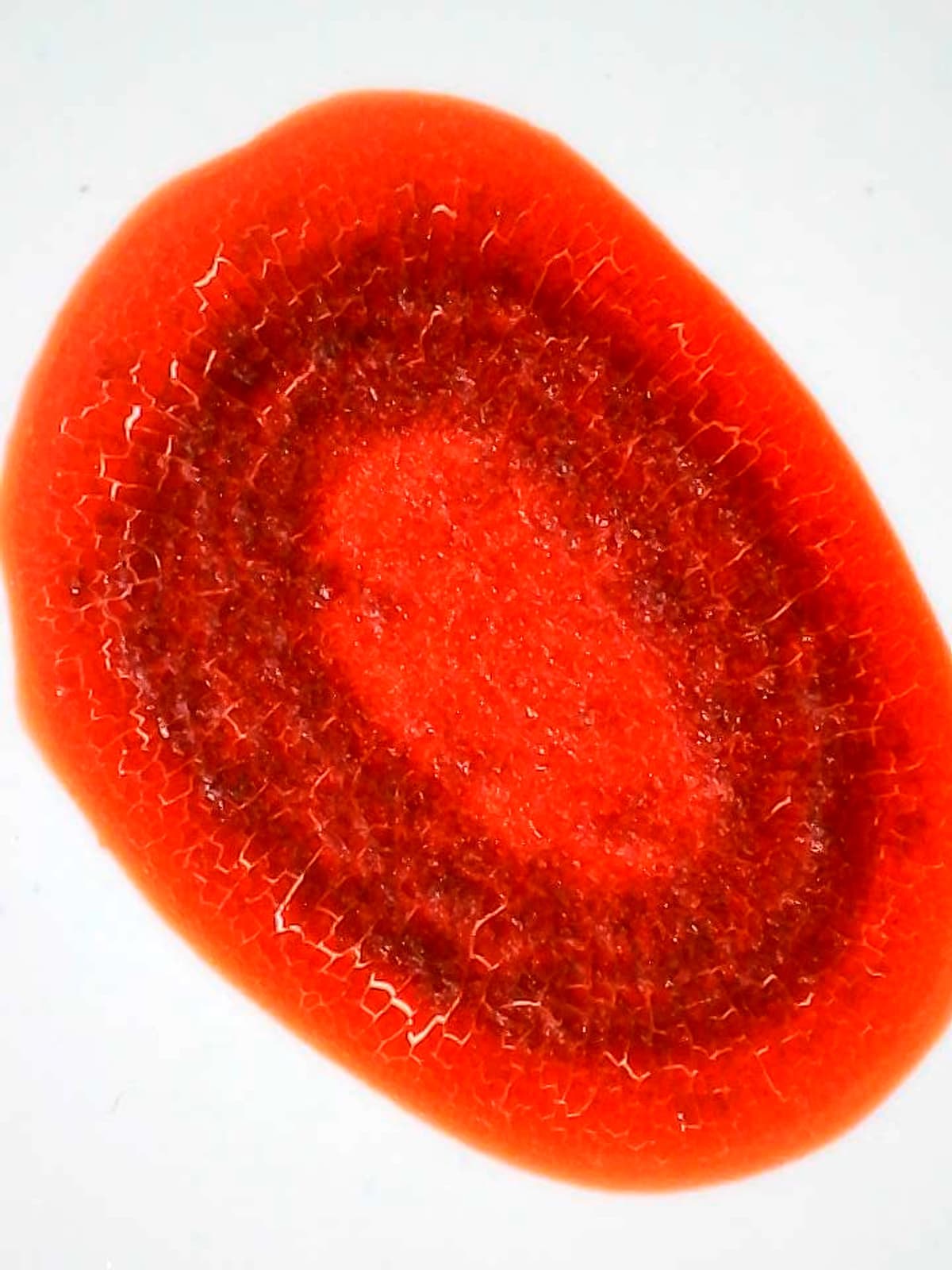Microscopic cross-section of bloodstain used in animal forensics imaging research